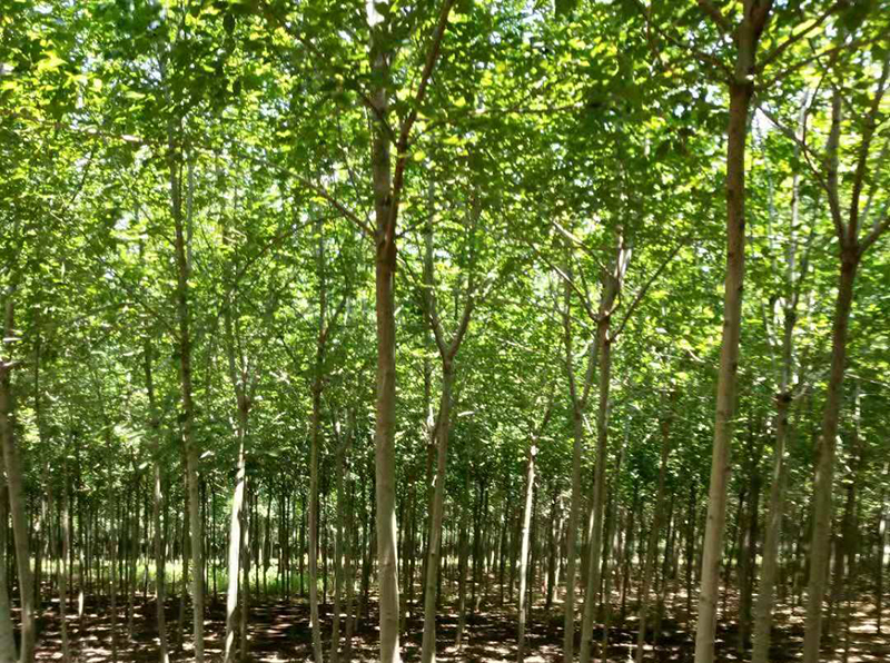 怎样利用珍稀树种创造健康环境？